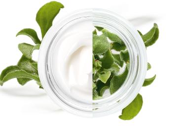 Cosmetique Vegetal
