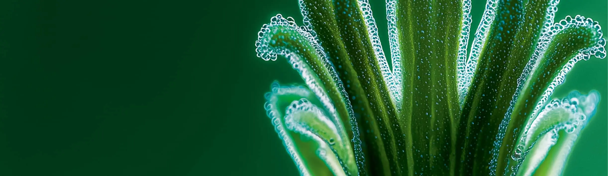Plante